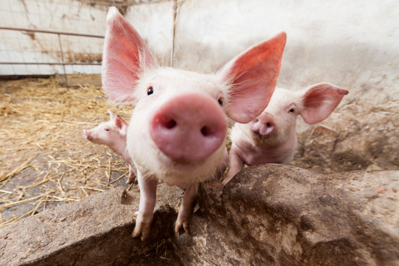 How can large-scale pig farms reduce pre-weaning diarrhea