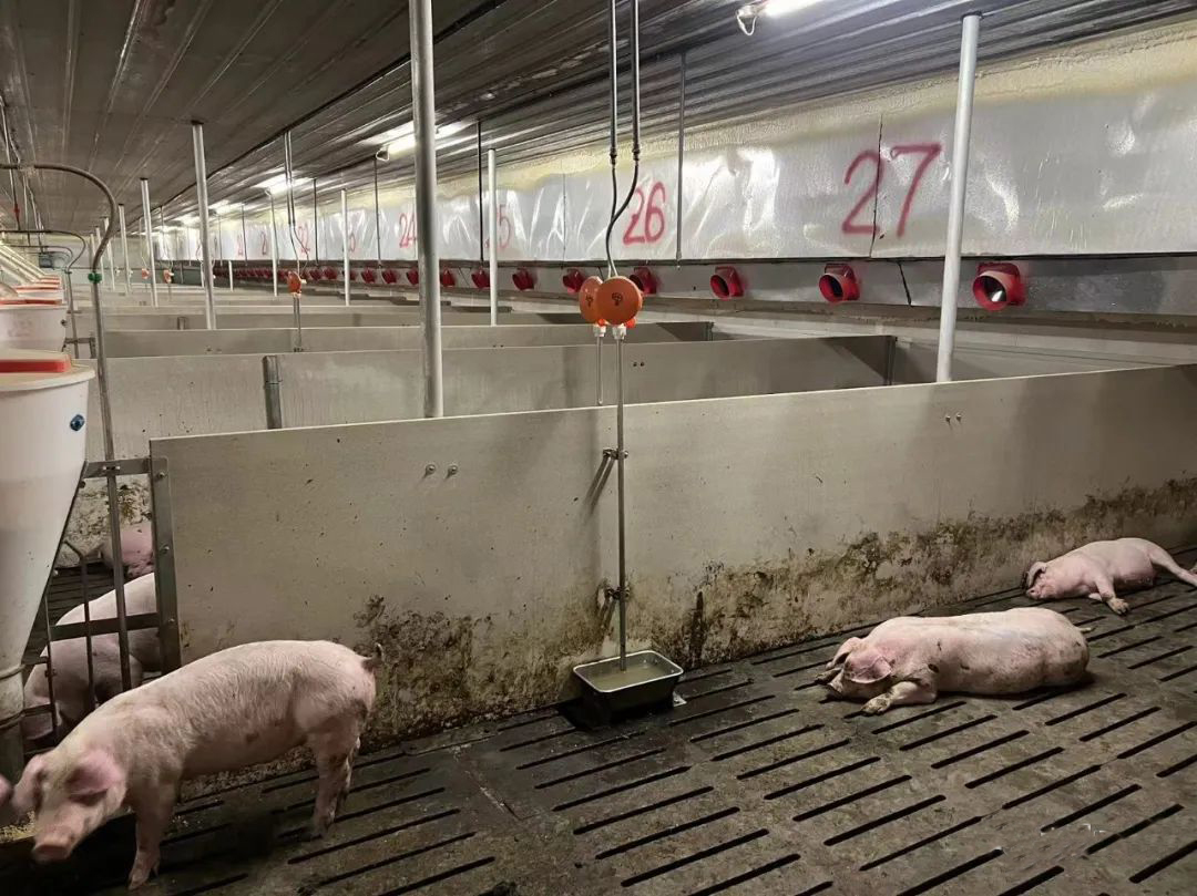 Pig Water Level Controller Plays An Important Role