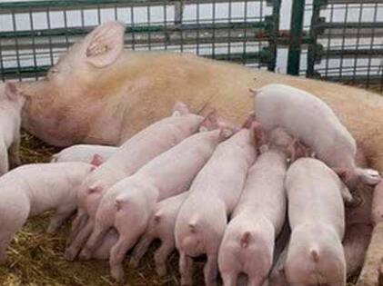 Pig Farrowing Crates 