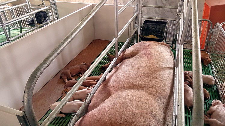 piglet nursery sow farrowing