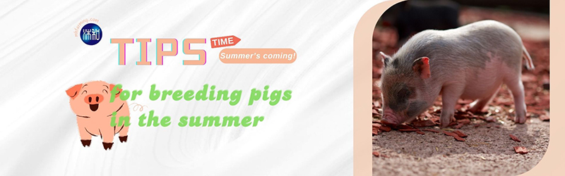 Tips for breeding pigs in the summer