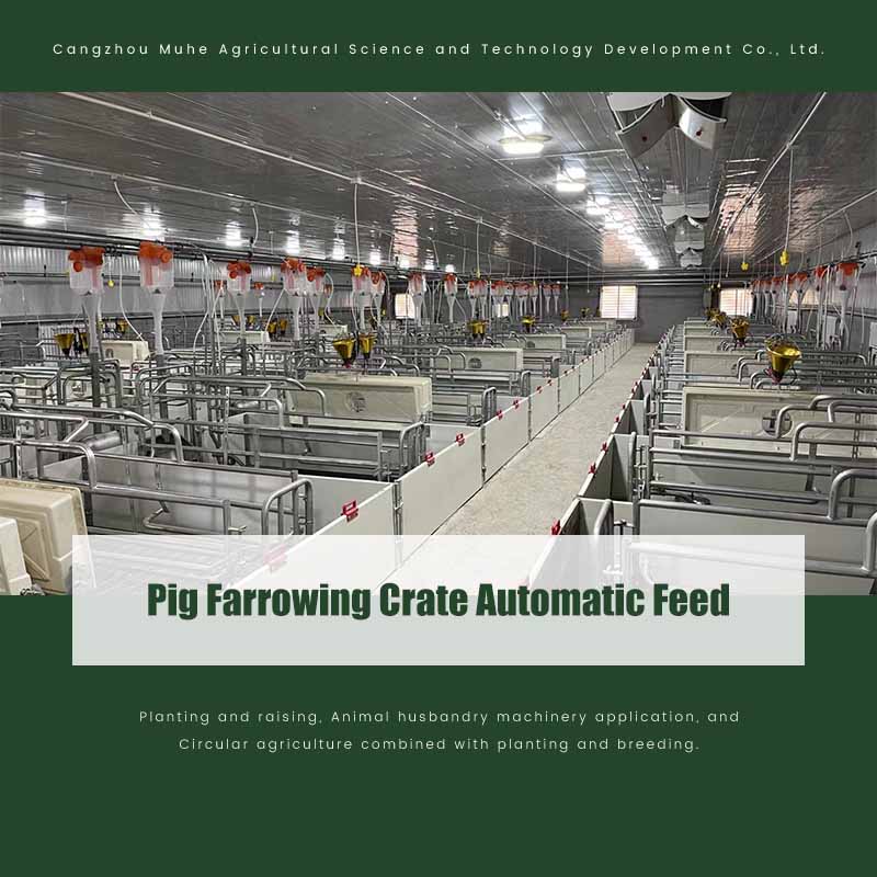 Pig Farrowing Crate Automatic Feed