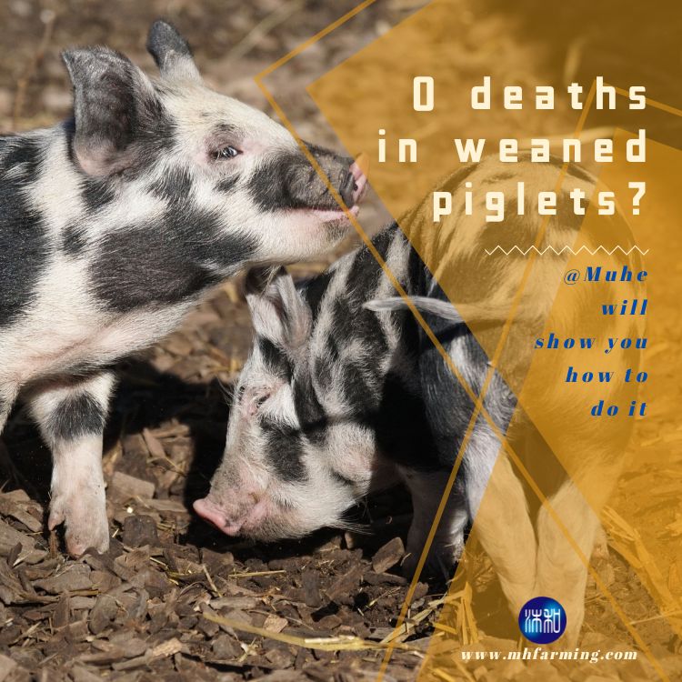 What is the way to achieve 0 deaths in weaned piglets