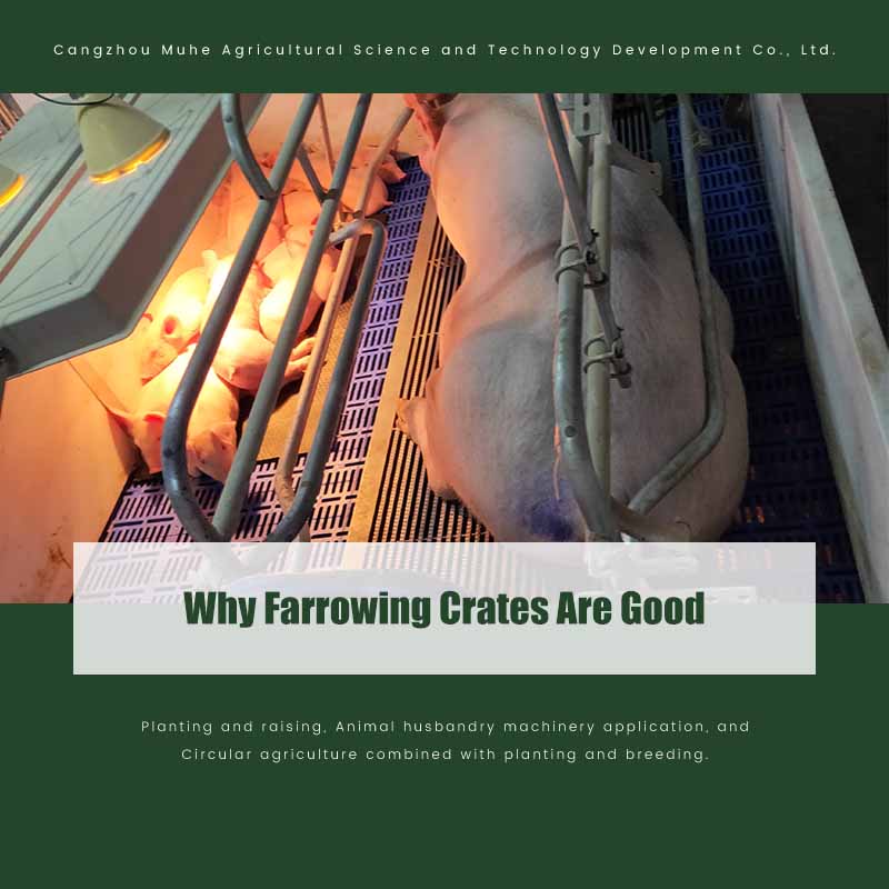 Why Farrowing Crates Are Good