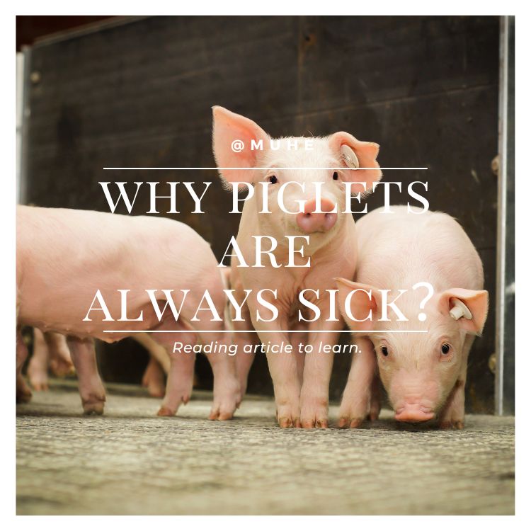 0 deaths in weaned piglets.jpg