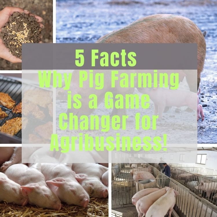 5 Facts Why Pig Farming is a Game Changer for Agribusiness!.jpg